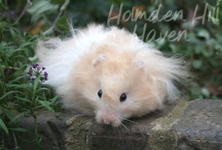 Jolly Cream Giant- Red Eyed Cream Banded Longhaired